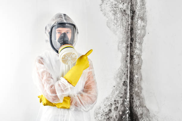 Best Basement Mold Removal  in Limestone, IL